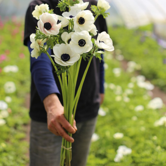 Floret_Anemone_Black-And-White-4-550x550